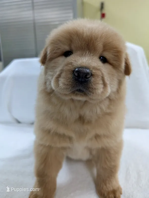 Little Lucy  – Chow Chow puppy for sale in Enterprise, AL