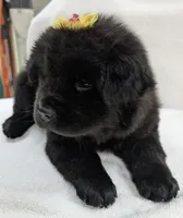 Little Sassy , a female Chow Chow for sale in Enterprise, AL – 2 of 10