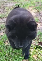 Sweet Sassy, a female Chow Chow for sale in Enterprise, AL – 5 of 10