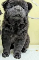 Sweet Sassy, a female Chow Chow for sale in Enterprise, AL – 3 of 10