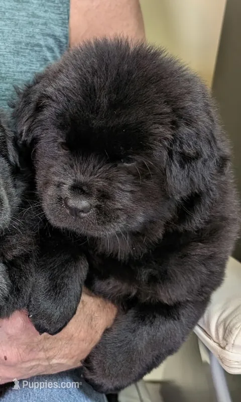Little Sassy  – Chow Chow puppy for sale in Enterprise, AL