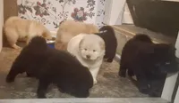 Little Girl, a female Chow Chow for sale in Enterprise, AL – 2 of 8