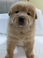 Little Lucy , a female Chow Chow for sale in Enterprise, AL – 3 of 10