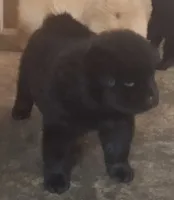 Little Sassy , a female Chow Chow for sale in Enterprise, AL – 3 of 10