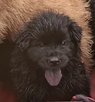 Baby Sissy, a female Chow Chow for sale in Enterprise, AL – 6 of 10