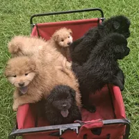 Baby Sissy, a female Chow Chow for sale in Enterprise, AL – 8 of 10
