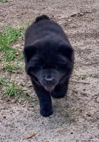 Sweet Sassy, a female Chow Chow for sale in Enterprise, AL – 6 of 10
