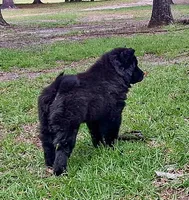 Sweet Sassy, a female Chow Chow for sale in Enterprise, AL – 7 of 10