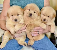 Baby BearLee , a female Chow Chow for sale in Enterprise, AL – 8 of 9