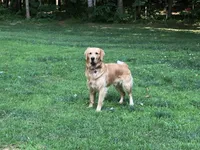 Green, a male Golden Retriever for sale in Huntly, VA – Photo 6 of 8