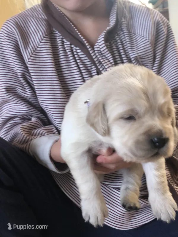 Green – Golden Retriever puppy for sale in Huntly, VA