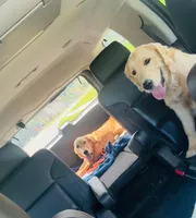 Beige, a male Golden Retriever for sale in Huntly, VA – Photo 5 of 8