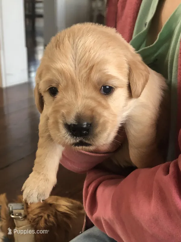 Beige – Golden Retriever puppy for sale in Huntly, VA