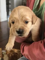 Beige, a male Golden Retriever for sale in Huntly, VA – Photo 1 of 8