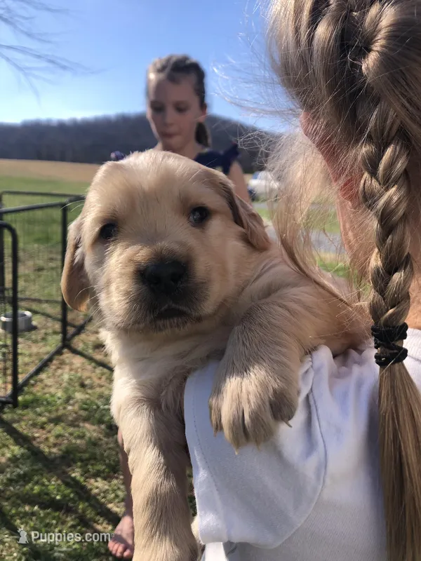 Beige – Golden Retriever puppy for sale in Huntly, VA