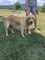 Blue, a female Golden Retriever for sale in Huntly, VA – Photo 8 of 8