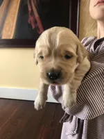 Blue, a female Golden Retriever for sale in Huntly, VA – Photo 1 of 8