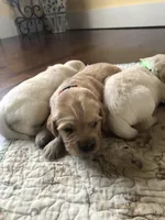 Blue, a female Golden Retriever for sale in Huntly, VA – Photo 4 of 8