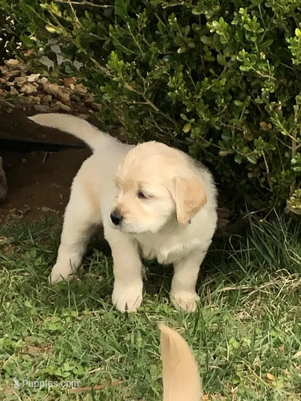 Cream – Golden Retriever puppy for sale in Huntly, VA
