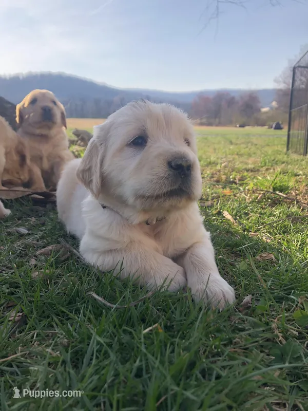 Cream – Golden Retriever puppy for sale in Huntly, VA