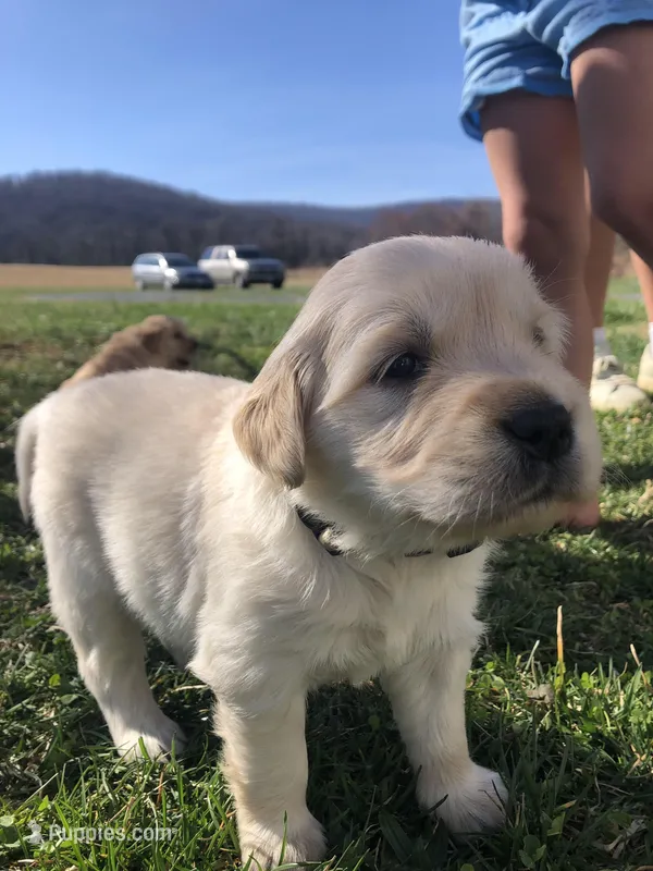 Cream – Golden Retriever puppy for sale in Huntly, VA