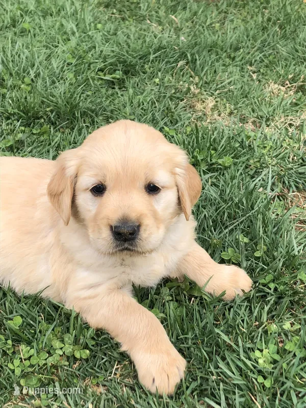 Pink – Golden Retriever puppy for sale in Huntly, VA