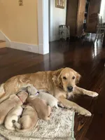 Pink, a female Golden Retriever for sale in Huntly, VA – Photo 3 of 7