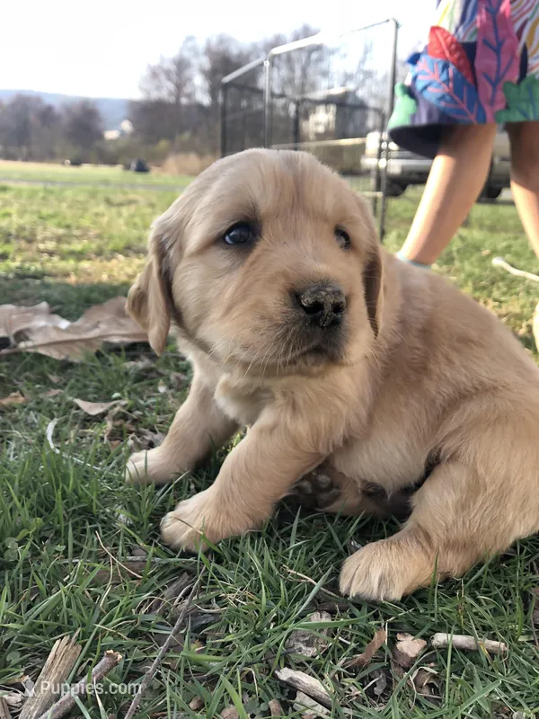 Pink – Golden Retriever puppy for sale in Huntly, VA