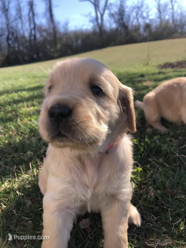 Pink – Golden Retriever puppy for sale in Huntly, VA