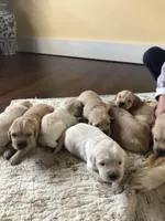 Pink, a female Golden Retriever for sale in Huntly, VA – Photo 2 of 7