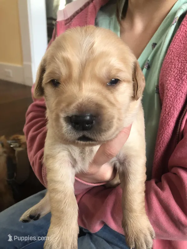 Pink – Golden Retriever puppy for sale in Huntly, VA