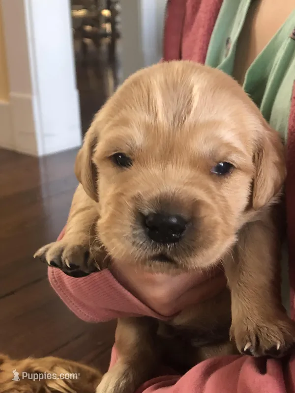 Orange – Golden Retriever puppy for sale in Huntly, VA