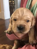 Orange, a male Golden Retriever for sale in Huntly, VA – Photo 1 of 8