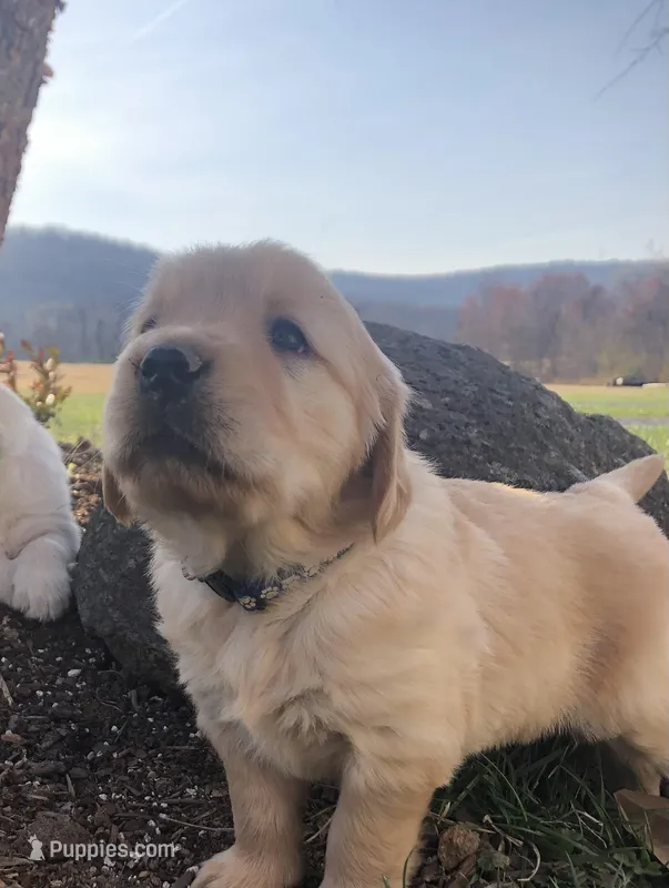 Orange – Golden Retriever puppy for sale in Huntly, VA