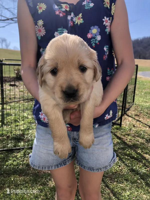 Orange – Golden Retriever puppy for sale in Huntly, VA