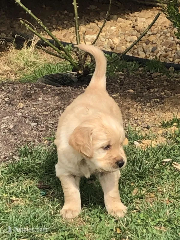 Orange – Golden Retriever puppy for sale in Huntly, VA