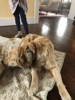 Purple Collar, a female Golden Retriever for sale in Huntly, VA – Photo 3 of 7