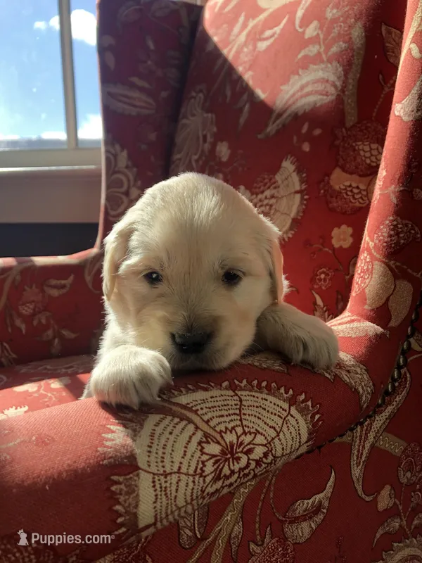 Purple Collar – Golden Retriever puppy for sale in Huntly, VA