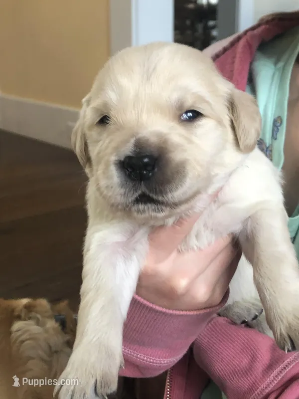 Purple Collar – Golden Retriever puppy for sale in Huntly, VA