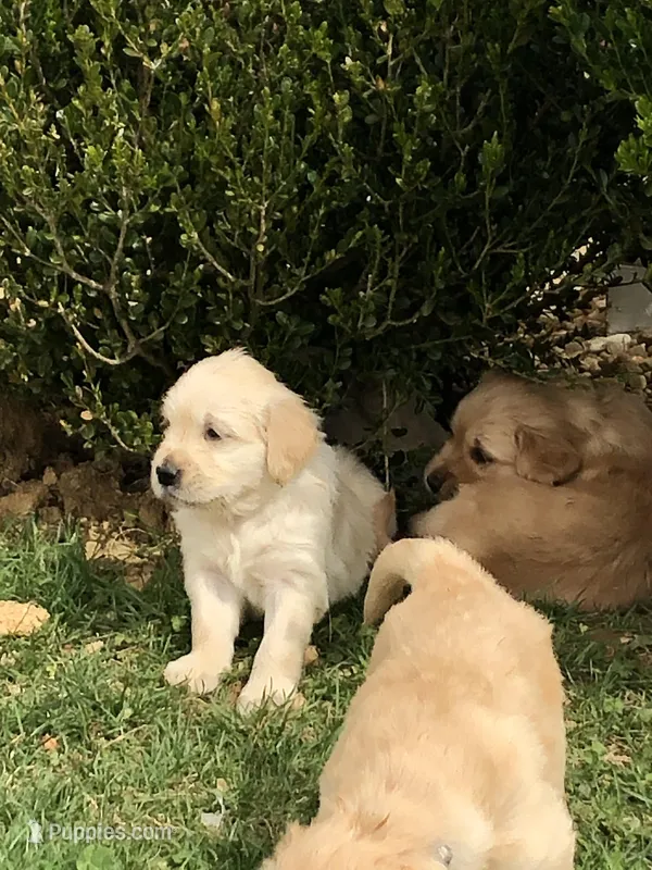 Purple Collar – Golden Retriever puppy on hold in Huntly, VA