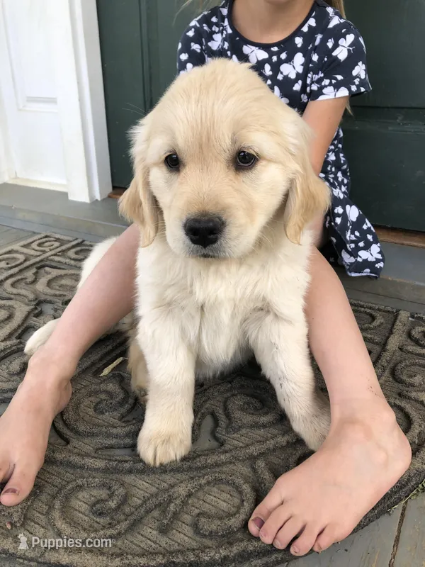 Honey – Golden Retriever puppy for sale in Huntly, VA