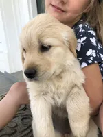 Honey, a female Golden Retriever for sale in Huntly, VA – Photo 2 of 5