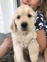 Honey, a female Golden Retriever for sale in Huntly, VA – Photo 3 of 5