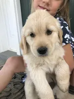 Honey, a female Golden Retriever for sale in Huntly, VA – Photo 1 of 5