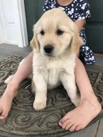 Honey, a female Golden Retriever for sale in Huntly, VA – Photo 5 of 5