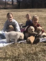 Red, a male Golden Retriever for sale in Huntly, VA – Photo 7 of 8