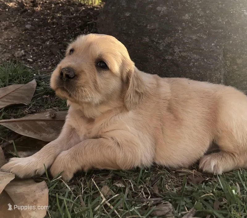 Red – Golden Retriever puppy for sale in Huntly, VA