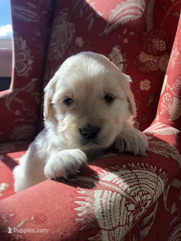 Red – Golden Retriever puppy for sale in Huntly, VA