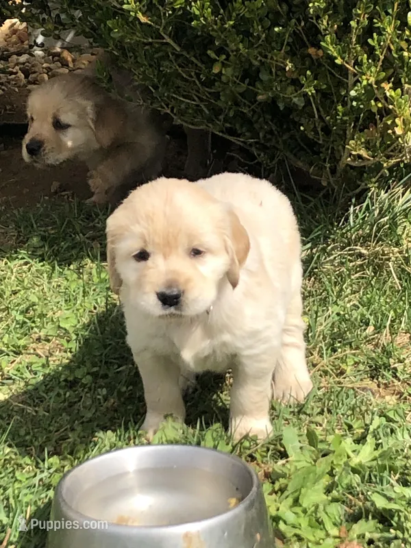 Red – Golden Retriever puppy for sale in Huntly, VA