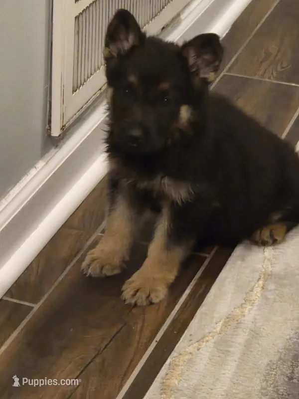 Blue Collar  – German Shepherd Dog puppy for sale in Raeford, NC